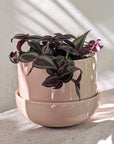 Spiderwort (Tradescantia zebrina)