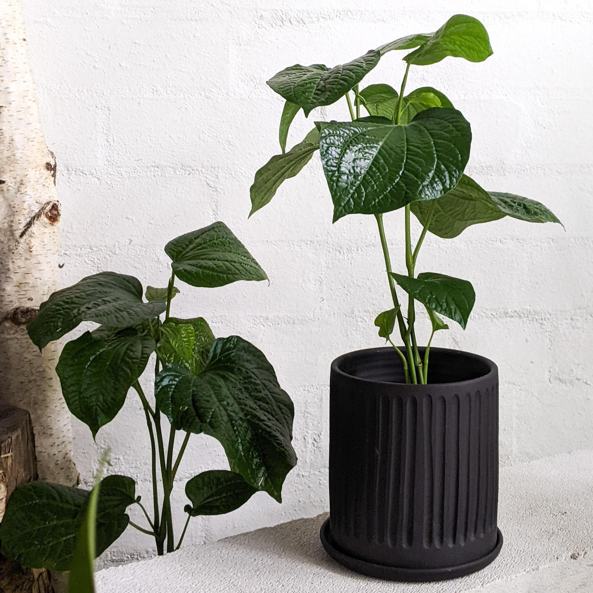 Betel Pepper Plant (Piper sarmentosum)