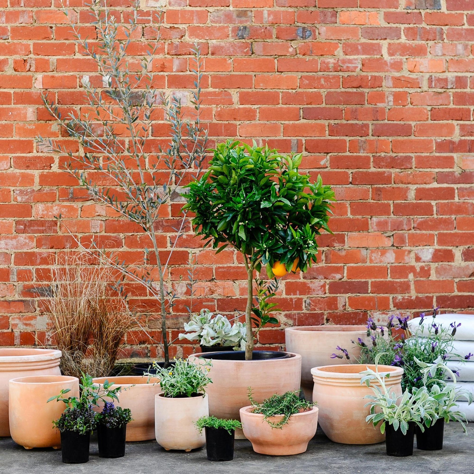 Terracotta Collection by The Plant Society - THE PLANT SOCIETY
