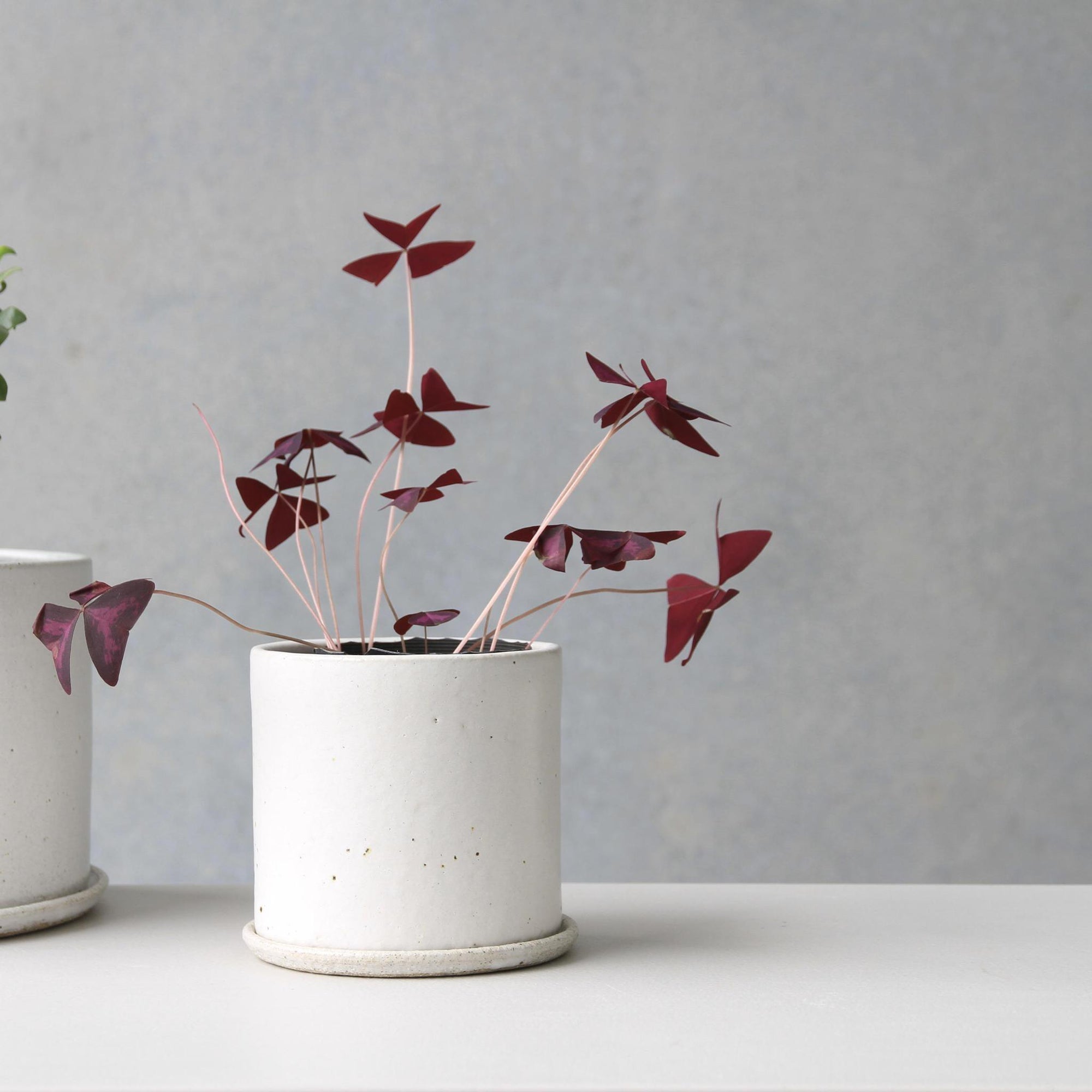 Zinc White Minimalist Planter by Arcadia Scott - THE PLANT SOCIETY
