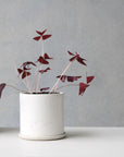 Zinc White Minimalist Planter by Arcadia Scott - THE PLANT SOCIETY