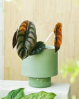 Olive Green Collectors Gro Pot by Angus & Celeste - THE PLANT SOCIETY