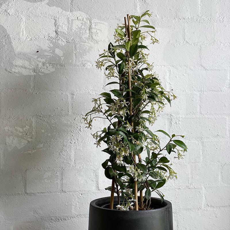 Chinese Star Jasmine (Trachelospermum jasminoides) - THE PLANT SOCIETY