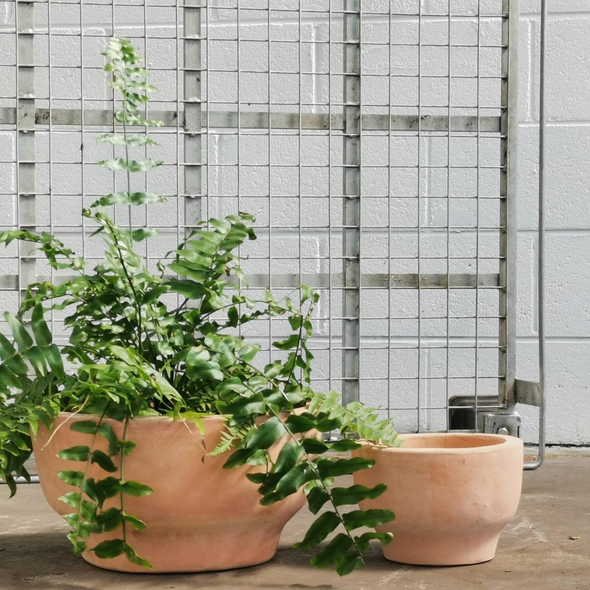 Pelosa Planter - THE PLANT SOCIETY