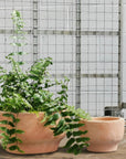 Pelosa Planter - THE PLANT SOCIETY