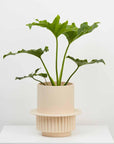 Roma Planter by Capra Designs