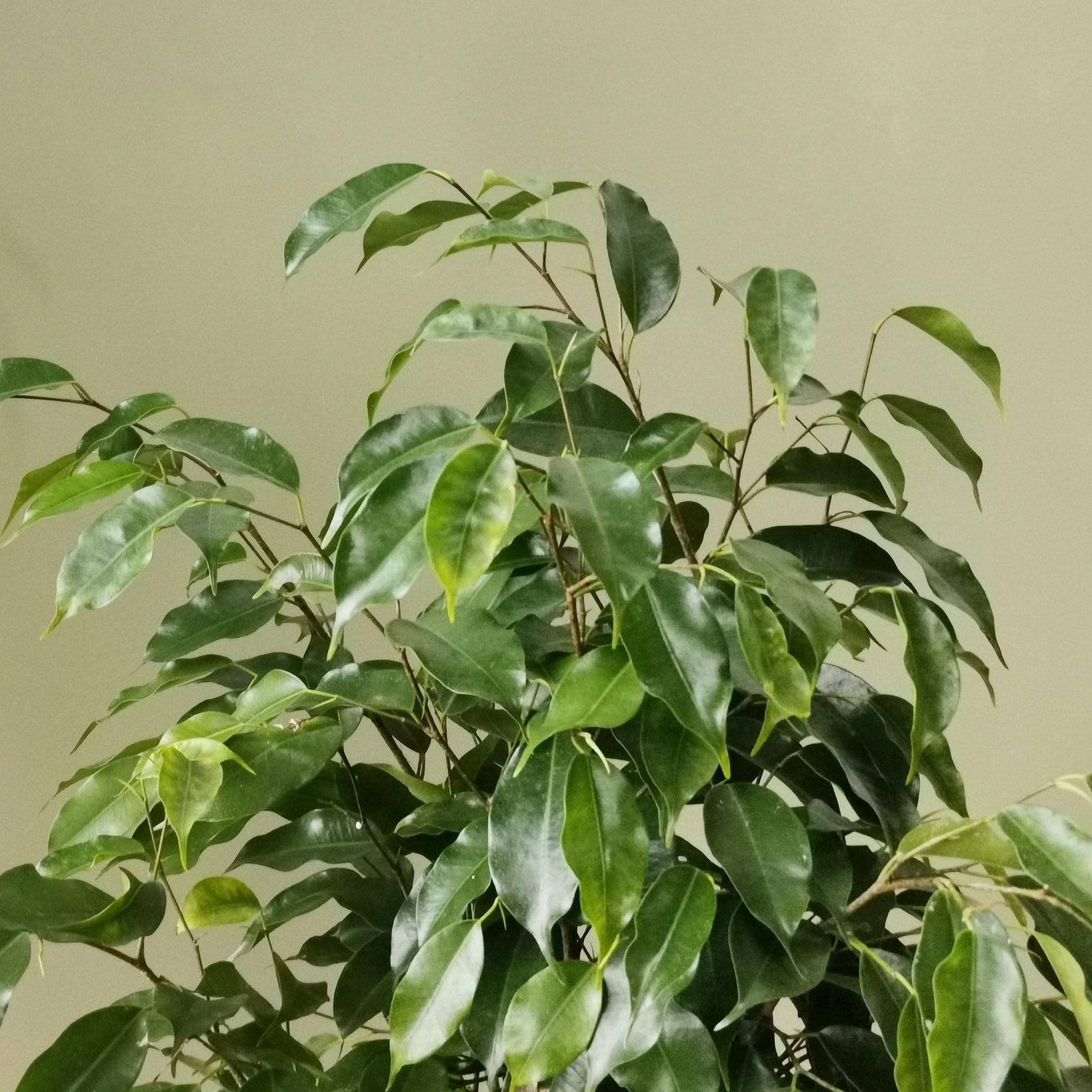 Weeping Fig (Ficus benjamina) - THE PLANT SOCIETY