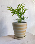 Parlour Palm (Chamaedorea elegans) - THE PLANT SOCIETY