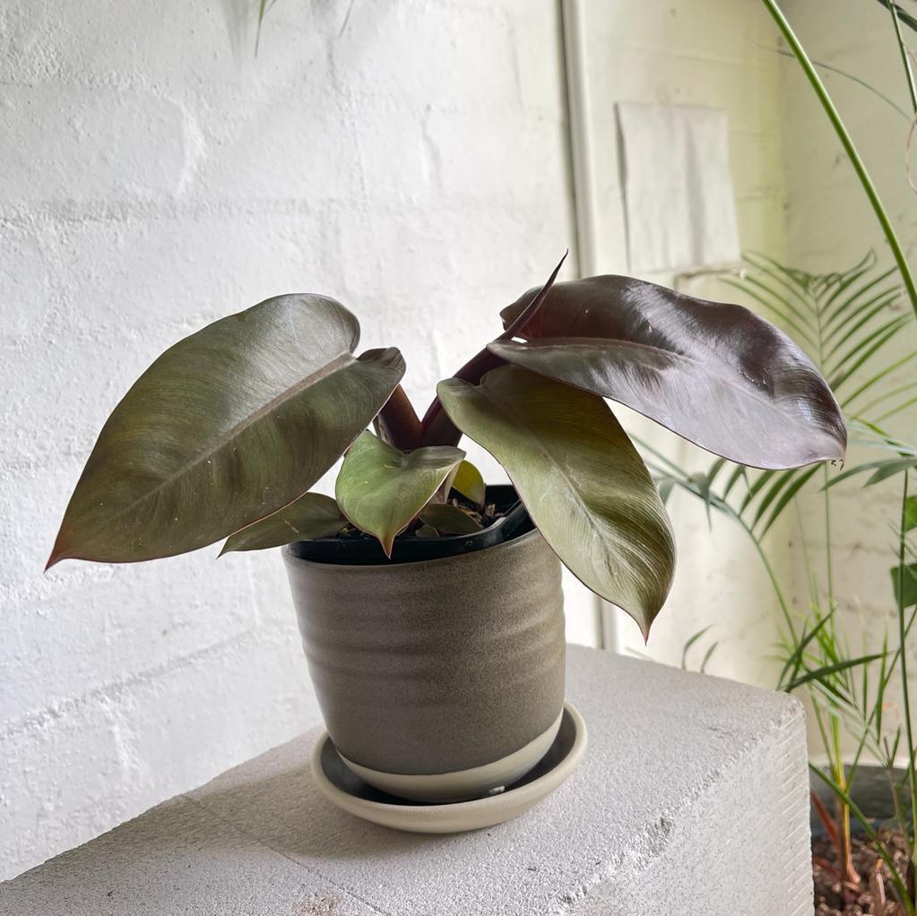 Congo Philodendron (Philodendron rojo congo) - THE PLANT SOCIETY