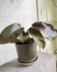 Congo Philodendron (Philodendron rojo congo) - THE PLANT SOCIETY