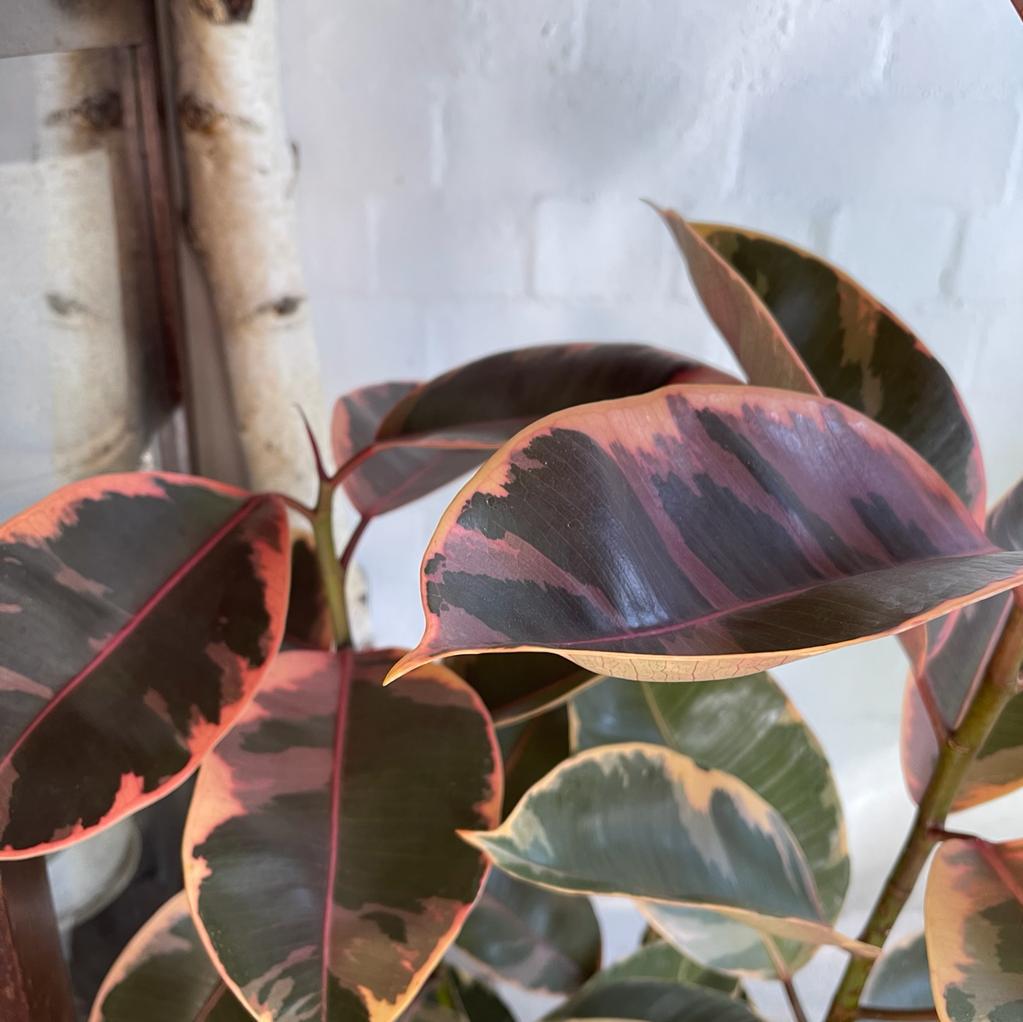 Variegated Rubber Plant (Ficus elastica 'Ruby')