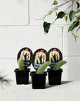 Monkey Tail Cactus (Cleistocactus colademononis) - THE PLANT SOCIETY
