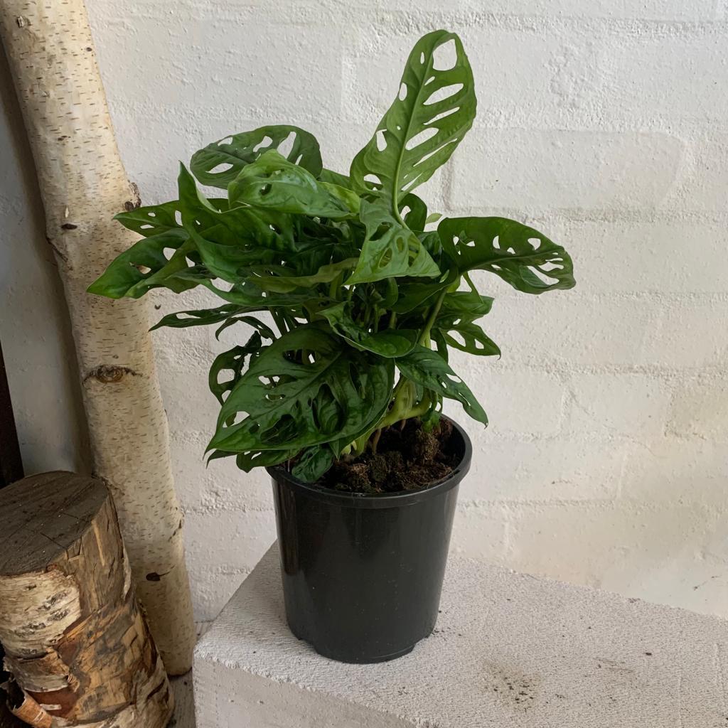 monstera monkey plant Monkey Mask Plant (Monstera Adansonii)