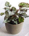 Painted Leaf Begonia (Begonia rex) - THE PLANT SOCIETY