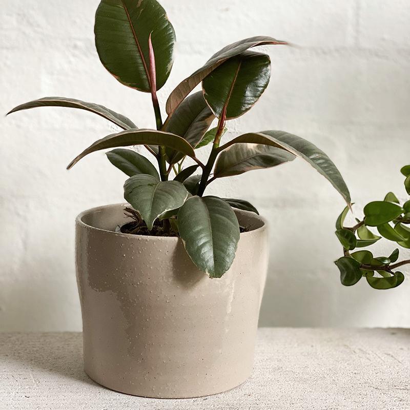 Variegated Rubber Plant (Ficus elastica 'Ruby') - THE PLANT SOCIETY