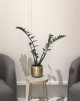 Lightly Brass Spun planter with ZZ plant zanzibar gem homewares