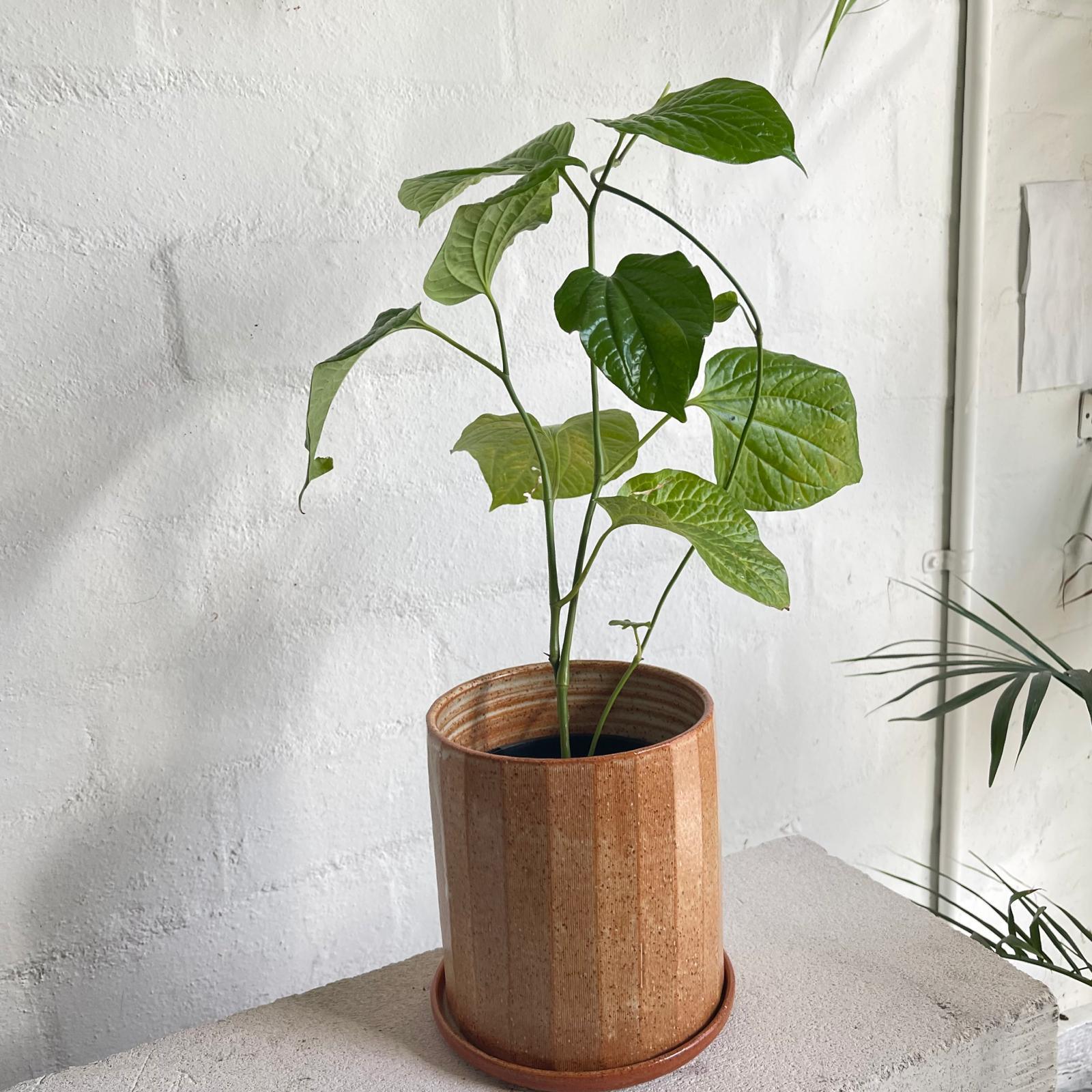 Betel Pepper Plant (Piper sarmentosum) - THE PLANT SOCIETY