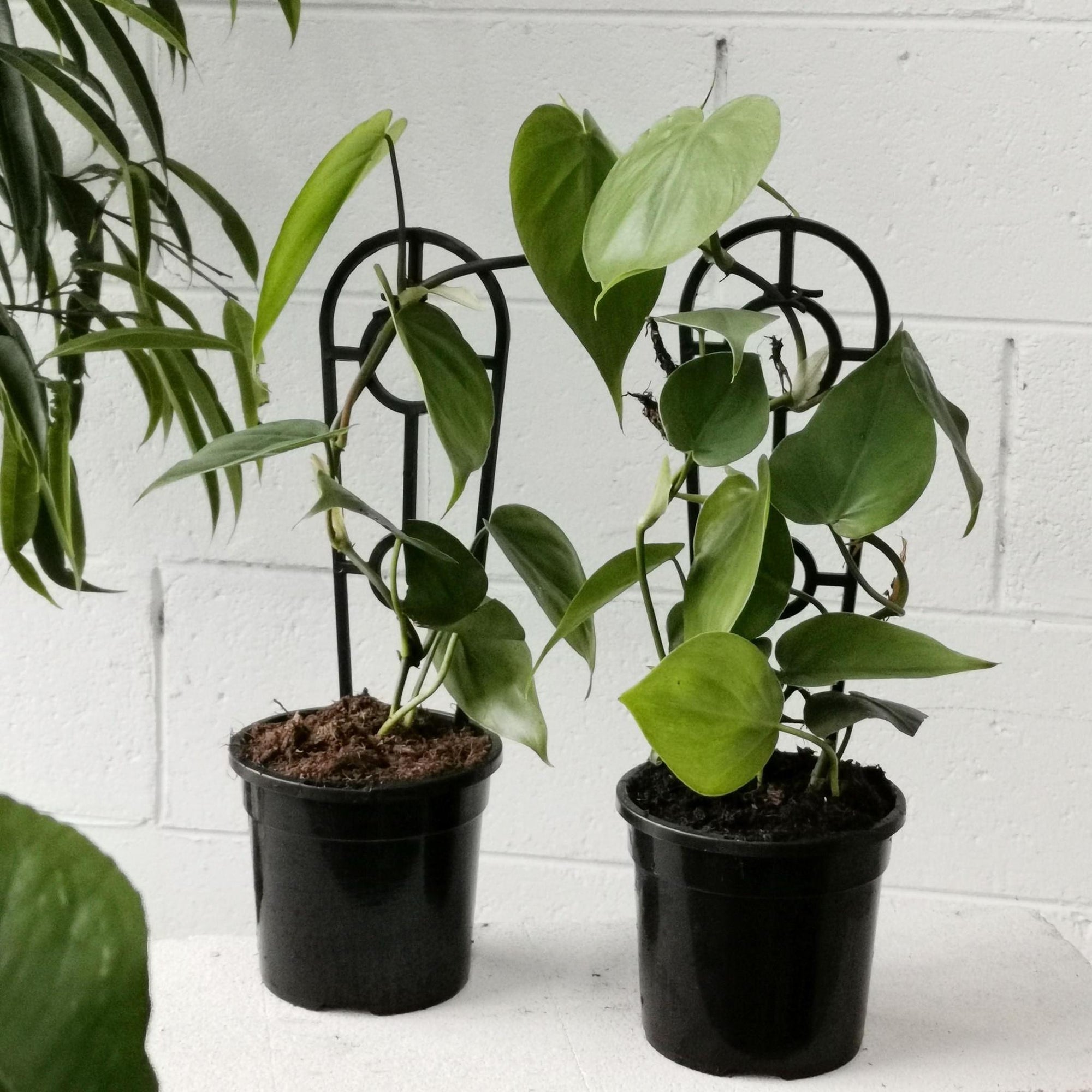 Heart Leaf Philodendron (Philodendron cordatum) - THE PLANT SOCIETY