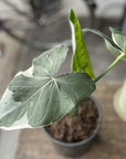 Alocasia (Xanthosoma Mickey Mouse)