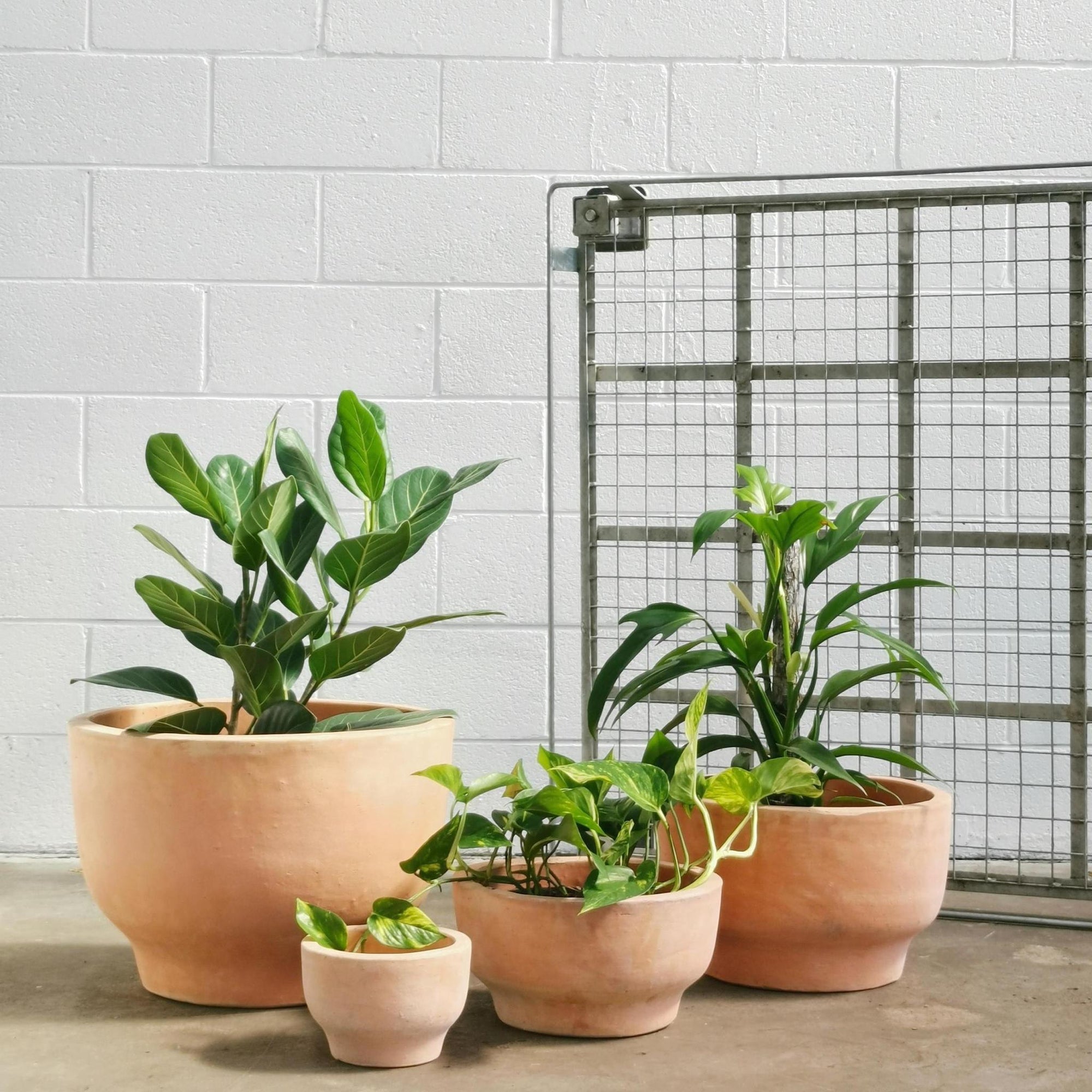 Pelosa Planter - THE PLANT SOCIETY