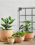 Pelosa Planter - THE PLANT SOCIETY