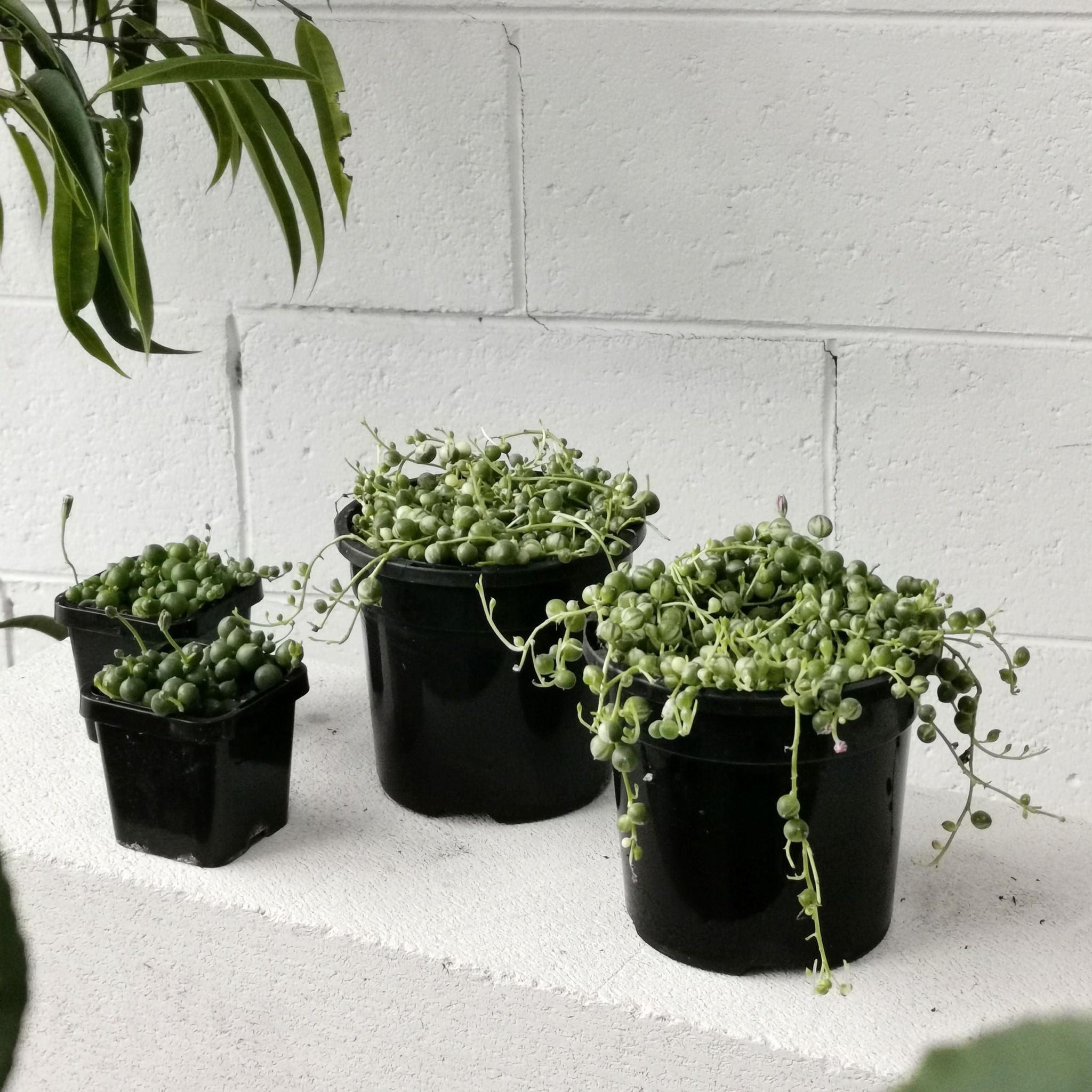 String Of Pearls (Senecio rowleyanus) – THE PLANT SOCIETY