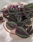 Spiderwort (Tradescantia zebrina)