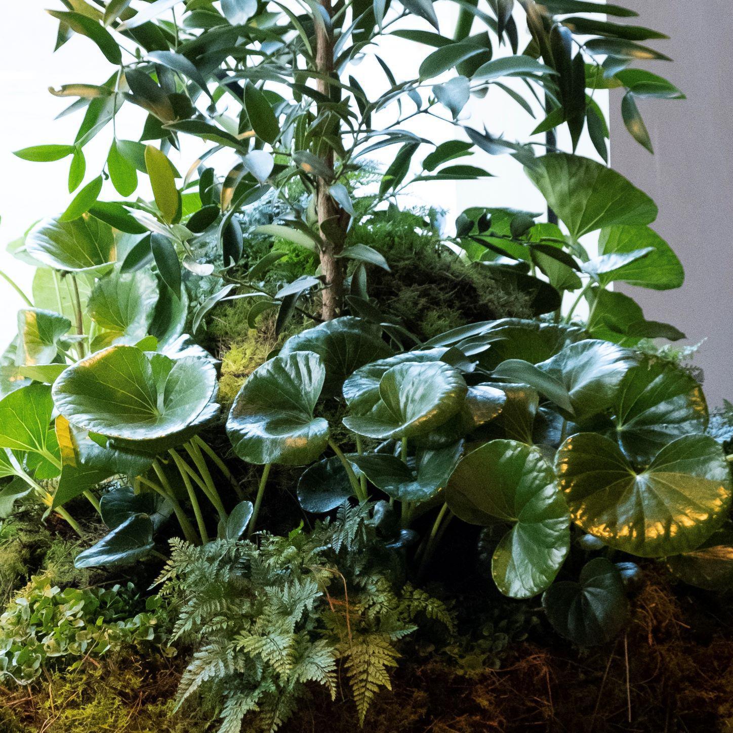 Tractor Seat Plant (Ligularia) - THE PLANT SOCIETY