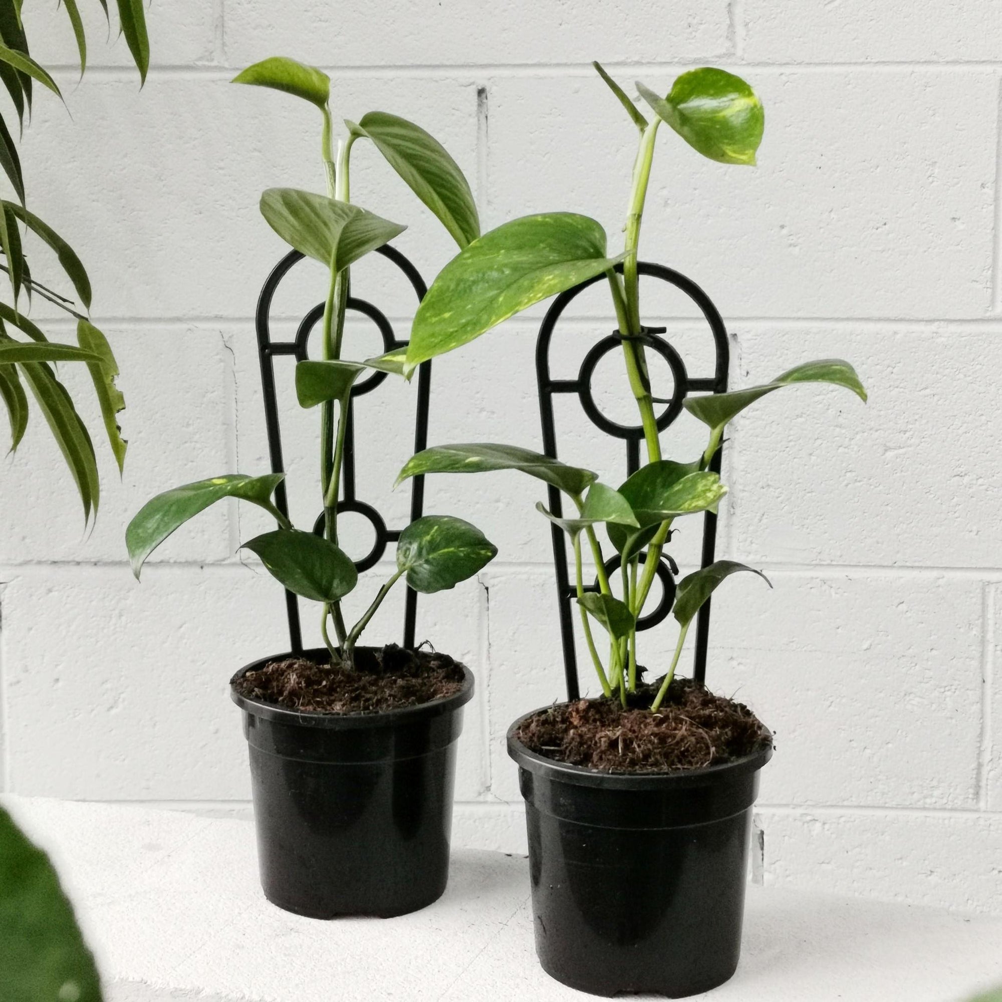 Devil's Ivy (Epipremnum aureum) - THE PLANT SOCIETY