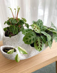 Trifango Planter by Buzzby & Fang