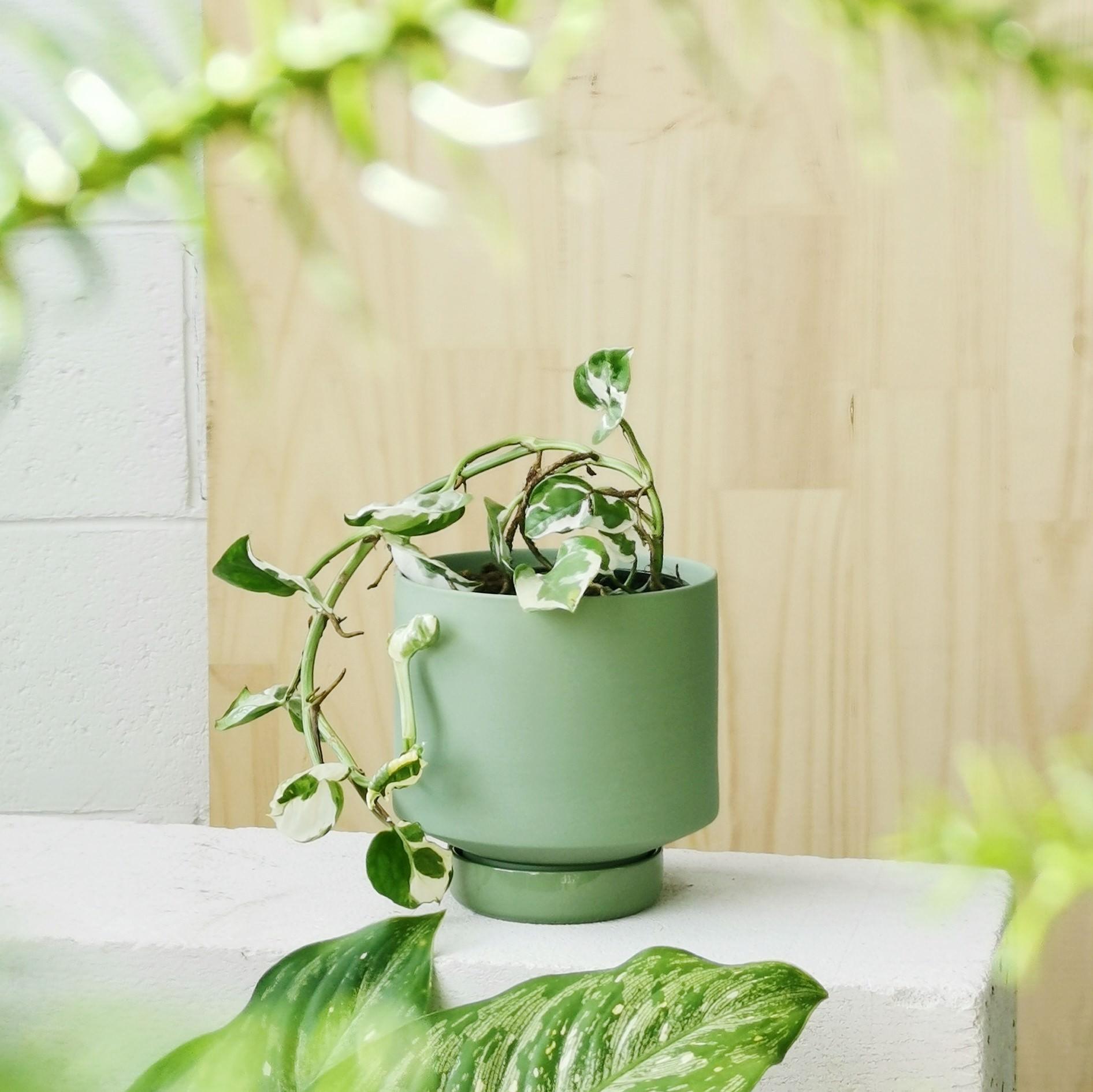 green plant pot Olive Green Collectors Gro Pot by Angus & Celeste