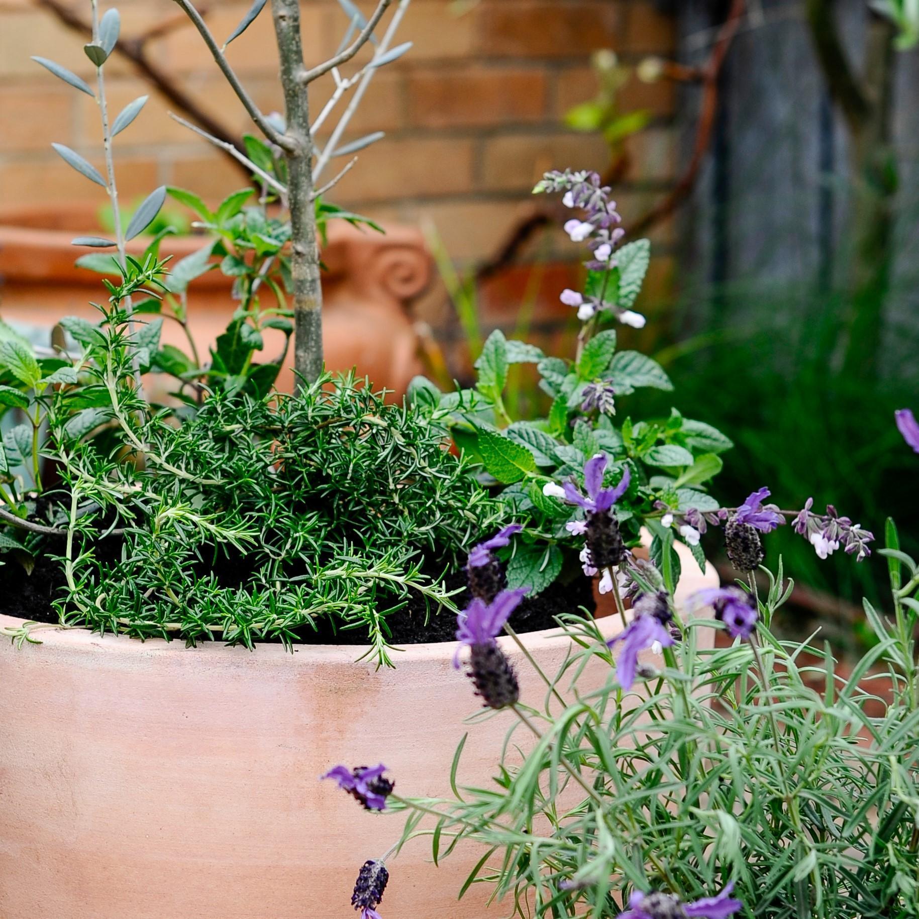 Terracotta Collection by The Plant Society - THE PLANT SOCIETY