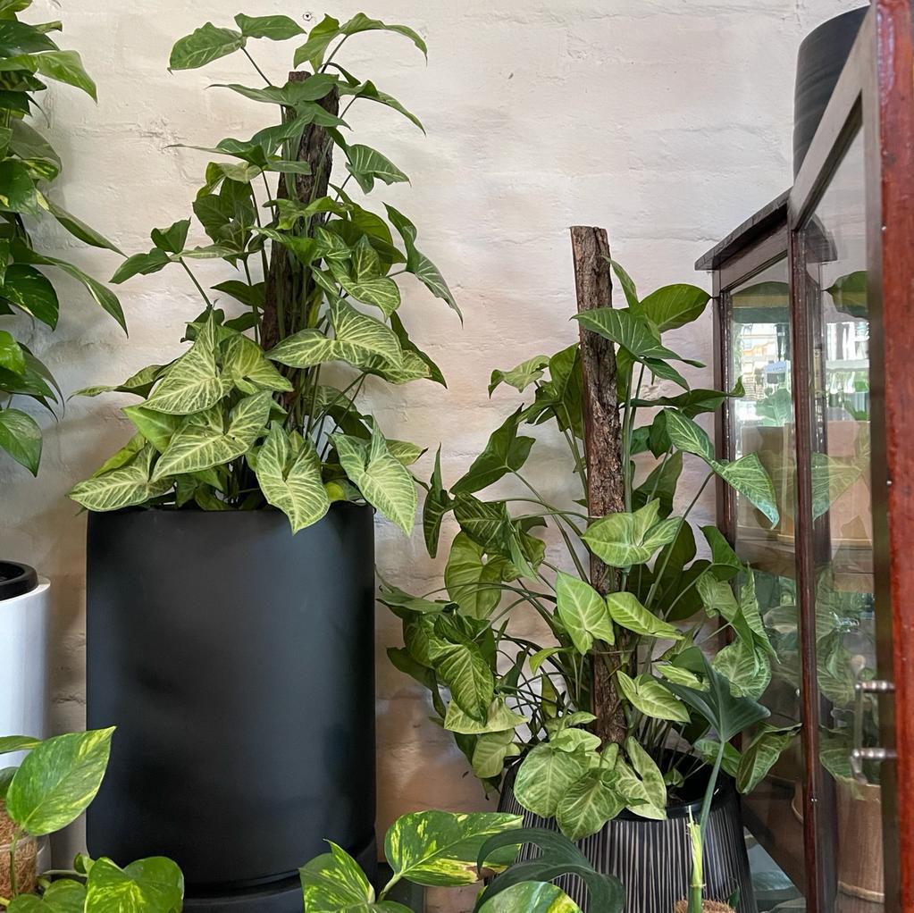 Arrowhead Plant (Syngonium podophyllum)