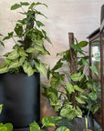 Arrowhead Plant (Syngonium podophyllum)