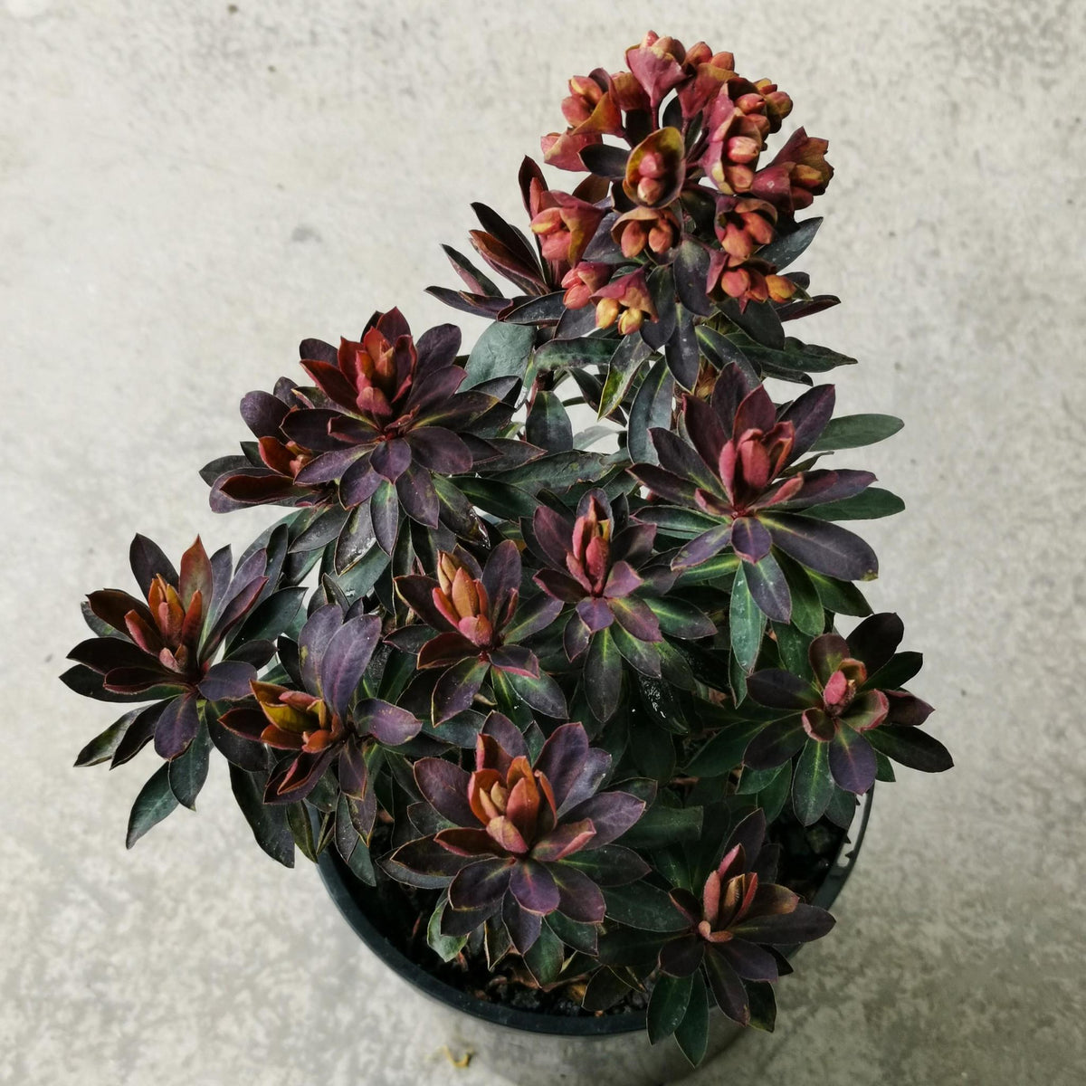 Euphorbia 'Blackbird' I Outdoor garden plants I The Plant Society Melbourne 