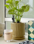Tailored Corporate gifts - THE PLANT SOCIETY