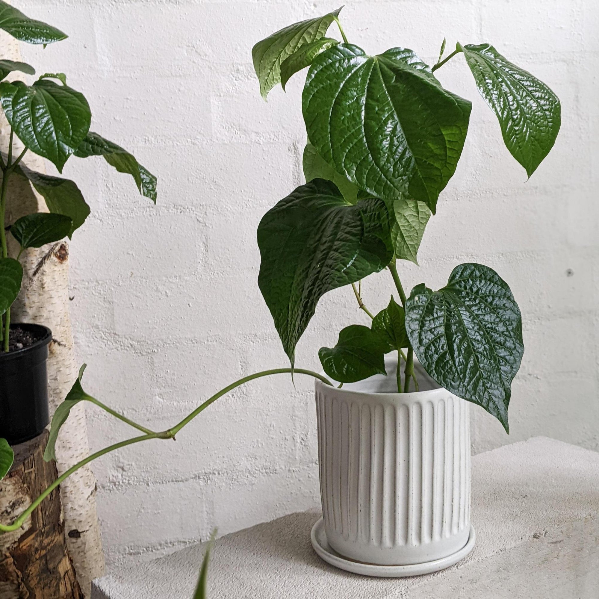 Betel Pepper Plant (Piper sarmentosum)