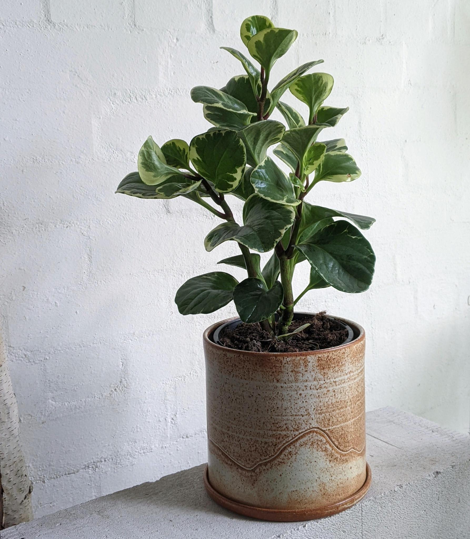 jade peperomia plant Peperomia Jade Variegated (Obtusifolia)