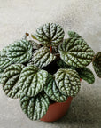 Peperomia 'Burbella'