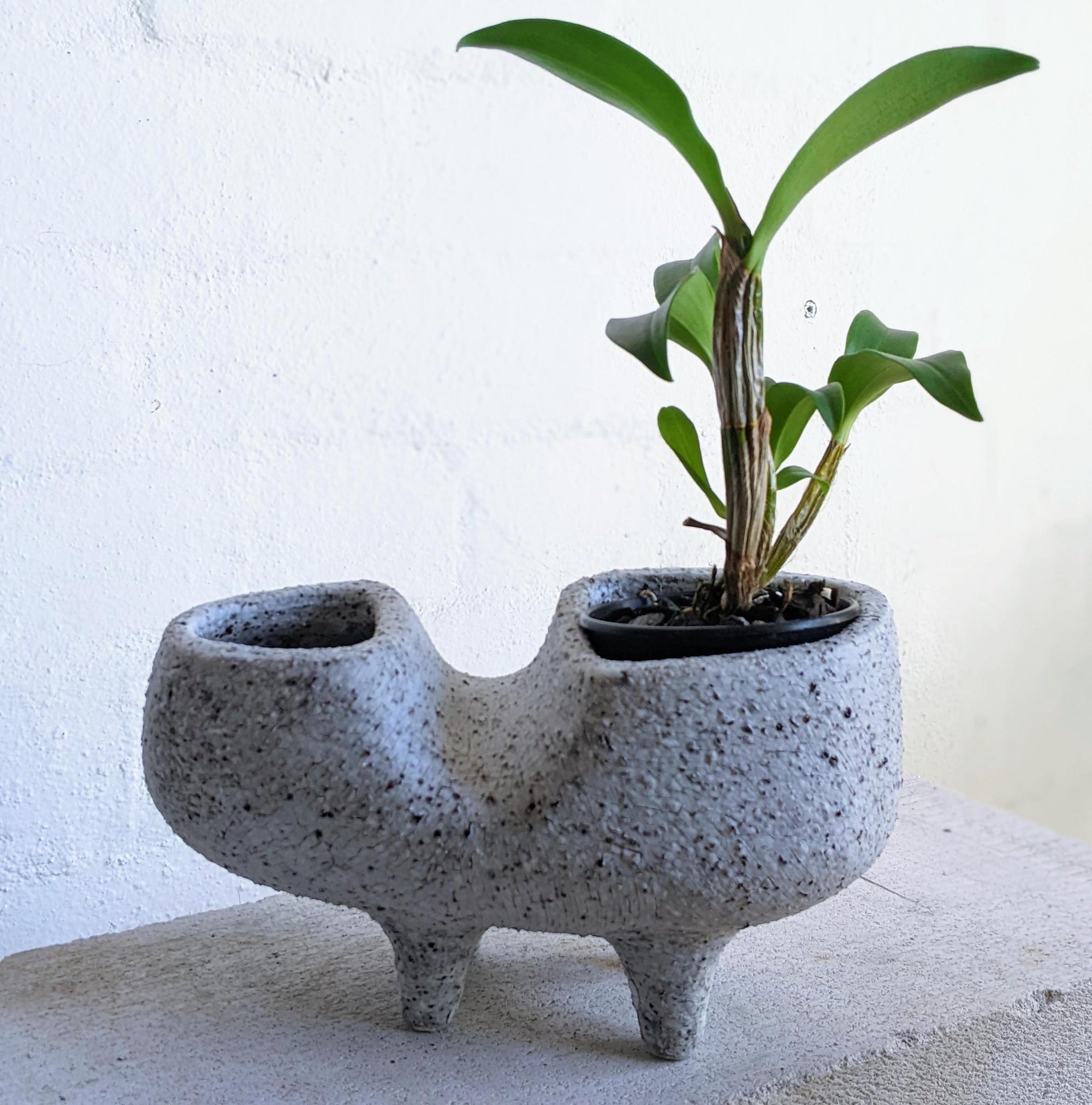 Tropic of Fango by Buzzby & Fang - THE PLANT SOCIETY