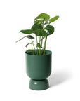 Small Goblet Planter by Lightly