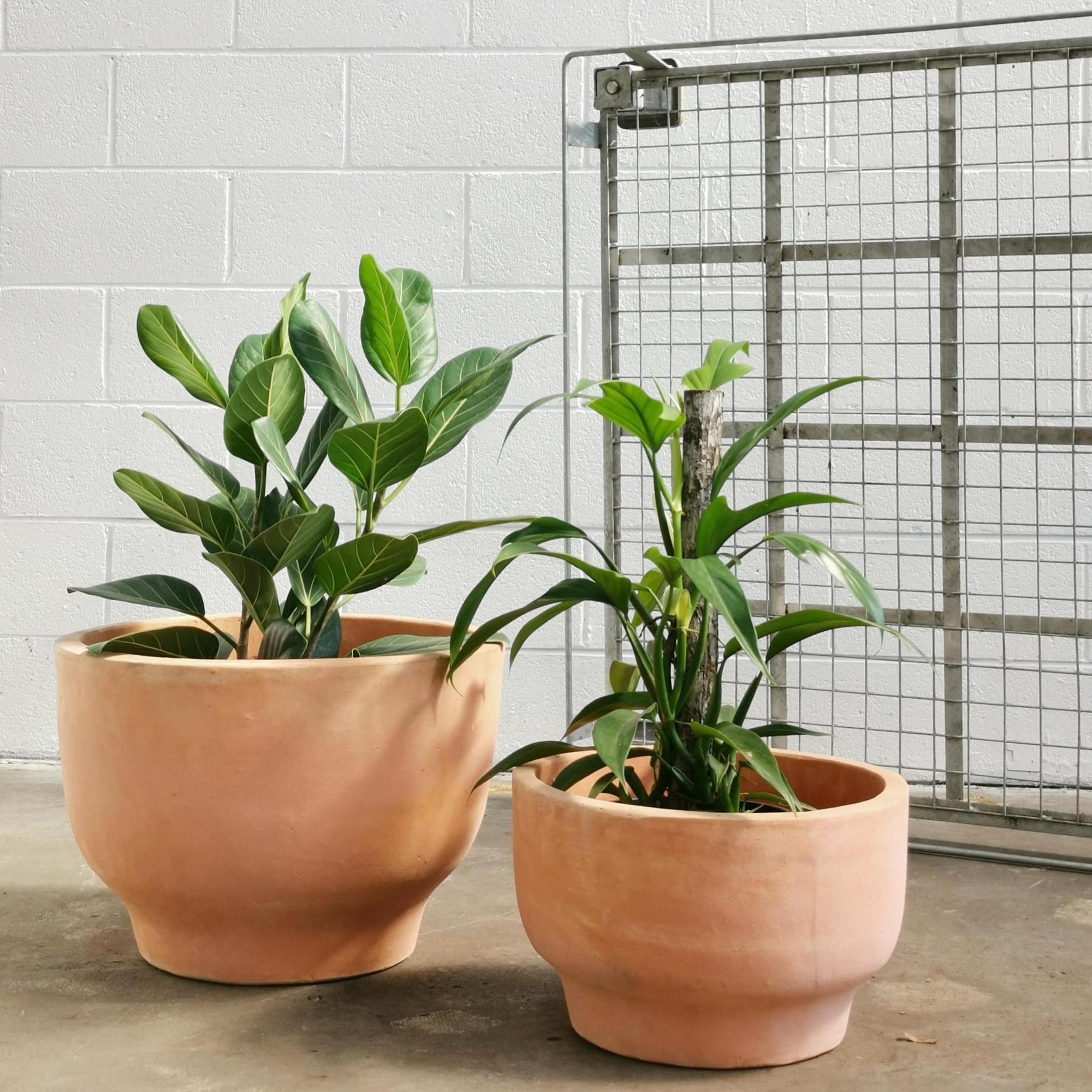 Pelosa Planter - THE PLANT SOCIETY