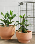 Pelosa Planter - THE PLANT SOCIETY