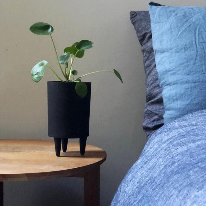 Chinese Money Plant Pilea peperomioides plants greenery planter homewares design