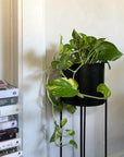 Devil's Ivy (Epipremnum aureum) - THE PLANT SOCIETY