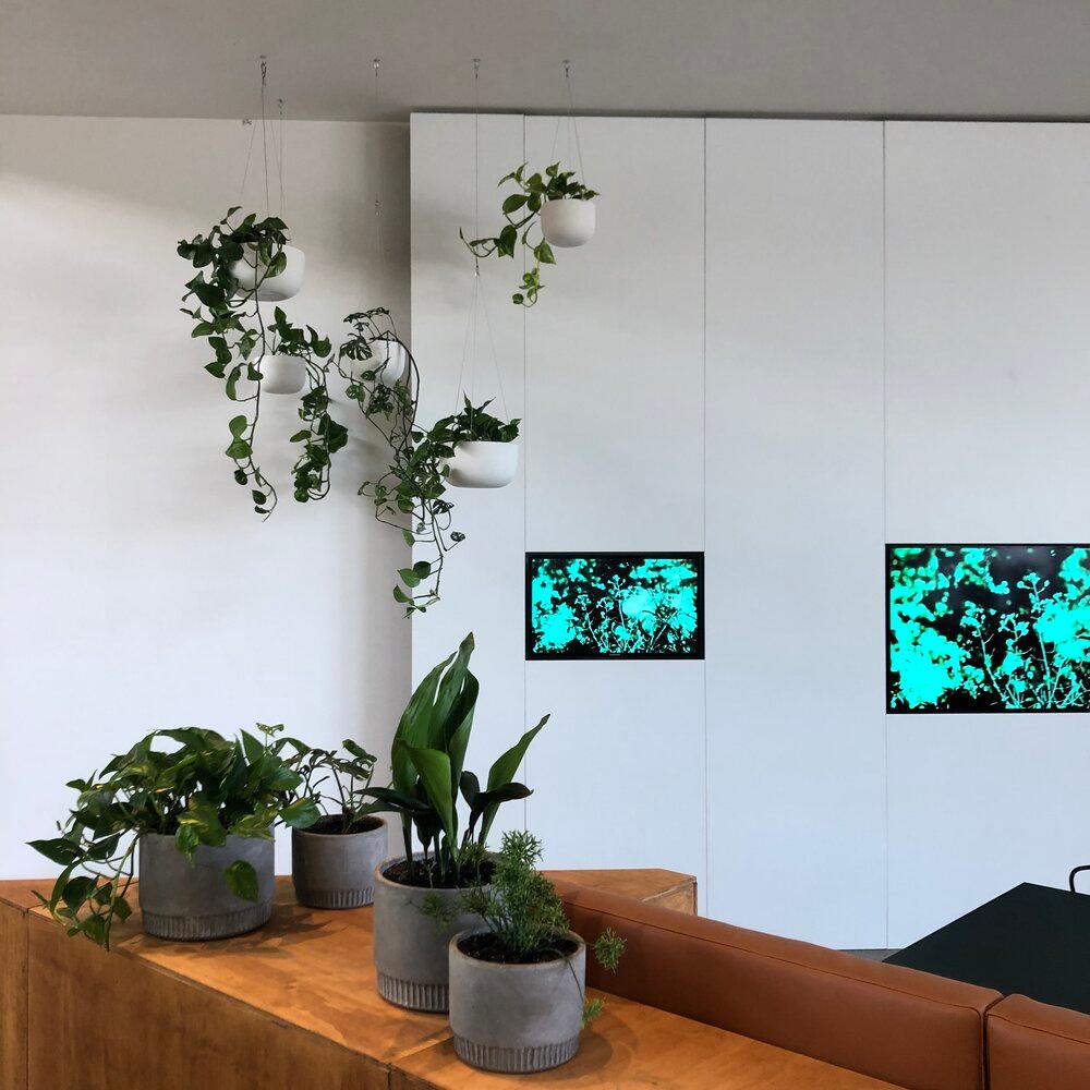 Raw Earth Hanging Planters by Angus & Celeste - THE PLANT SOCIETY