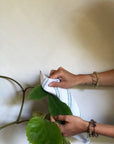 Foliage cloth with plant