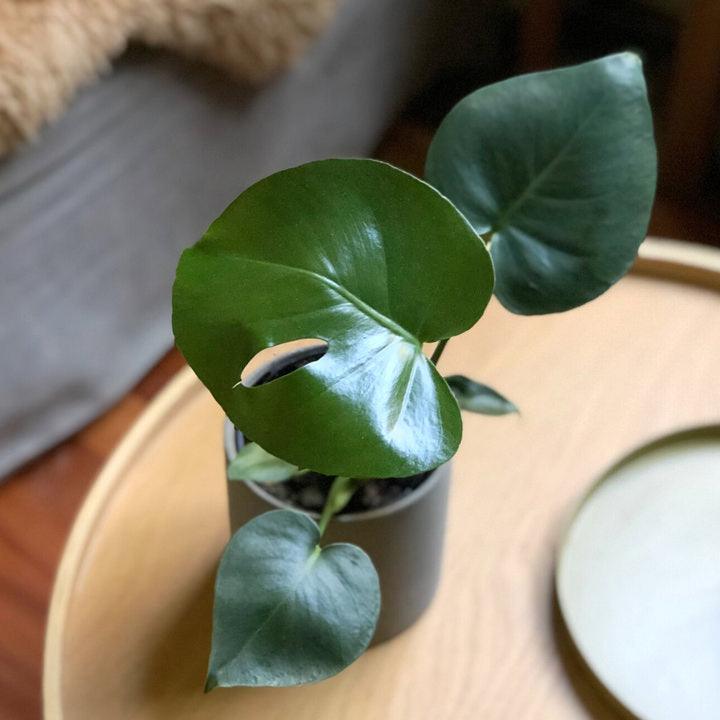 fruit salad plant monstera Fruit Salad Plant (Monstera deliciosa)