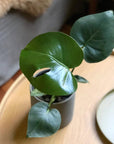 Fruit Salad Plant (Monstera deliciosa) - THE PLANT SOCIETY