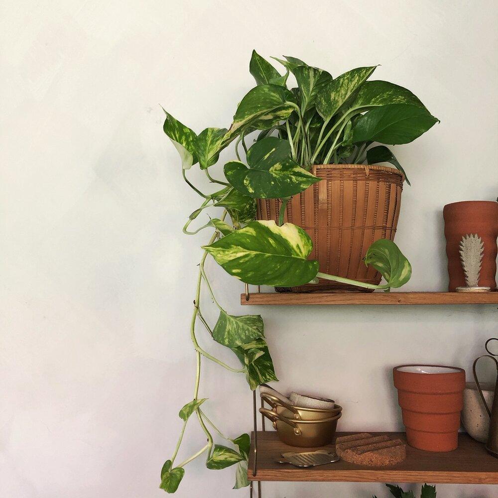 indoor house plants melbourne Devil's Ivy (Epipremnum aureum)